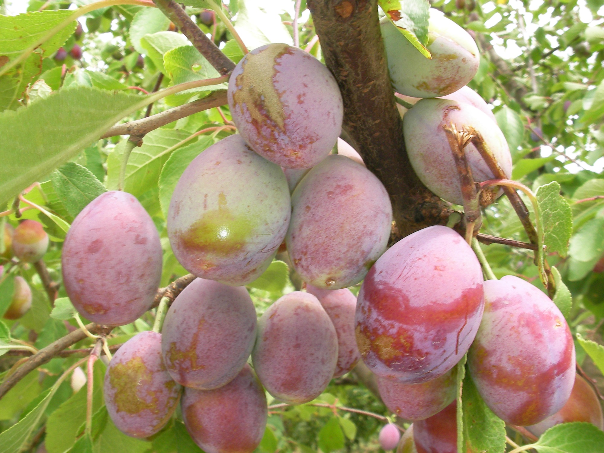 Prunes d’Ente_photo F.EVRARD_La Bella Rocoma